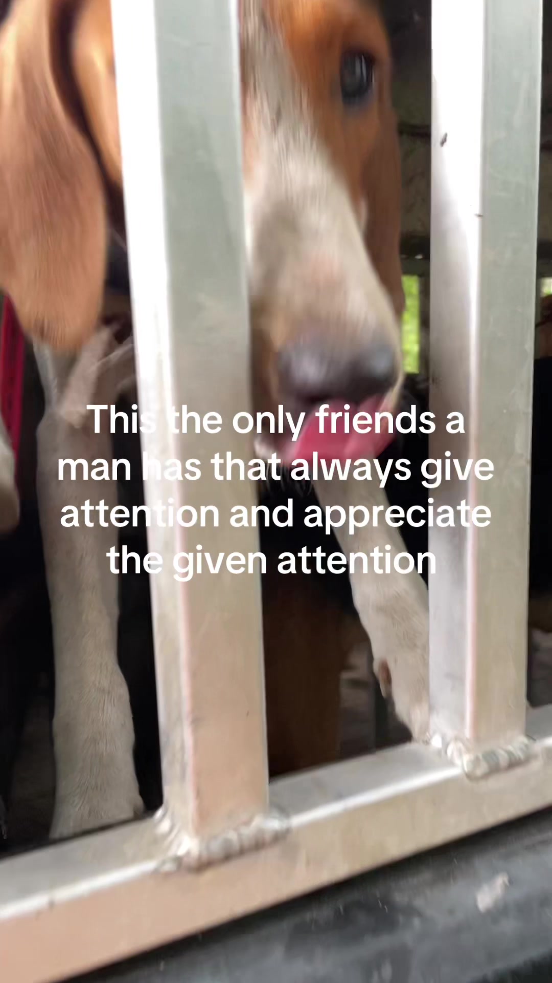 @3DeepKennels