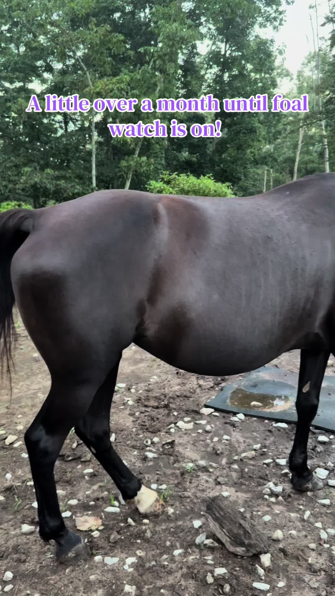 @EightyDollarStables