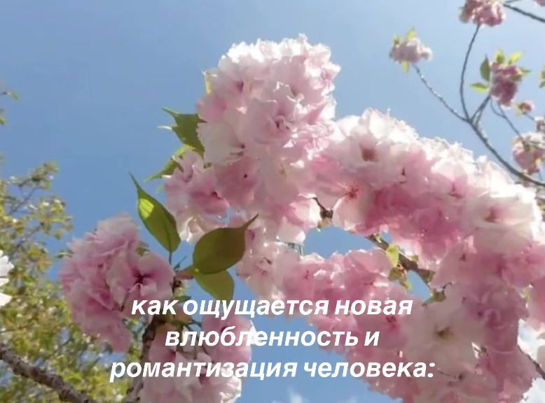 @°❀𝒍𝒊𝒛𝒐𝒄𝒉𝒌𝒂 ❀