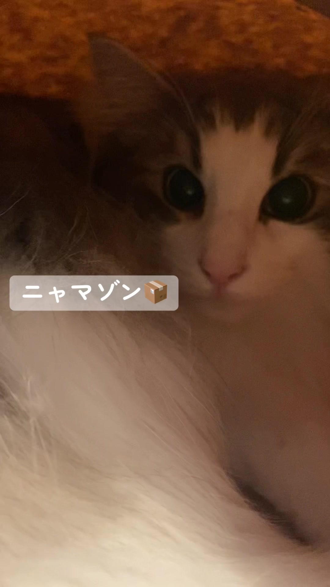 @ねここ様
