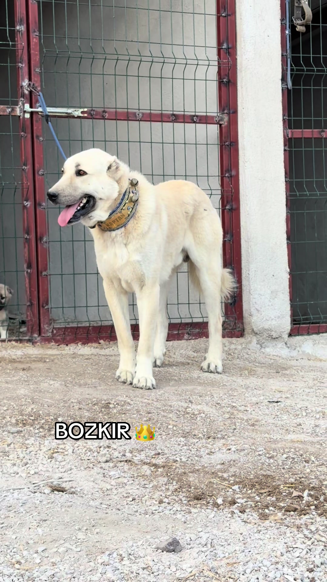 @kangalcı serkan