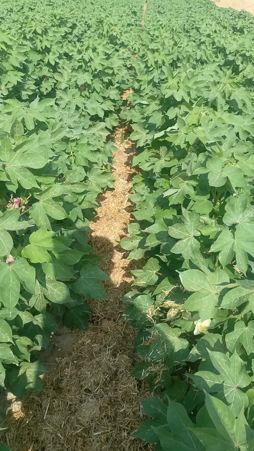 @Mr.Tori.Farming (pathologist)