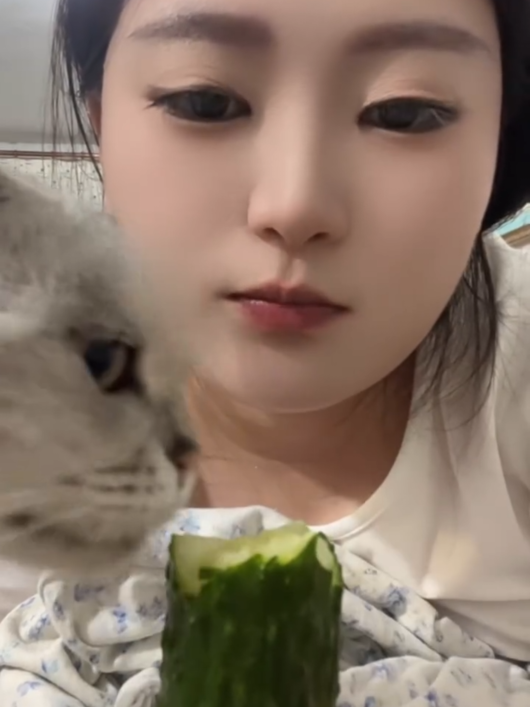 @Chonky World Of Cats