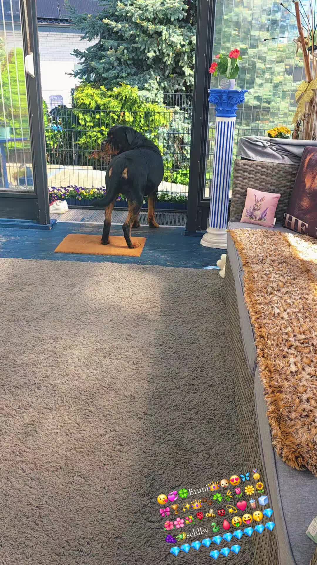 @Rottweiler Bruno