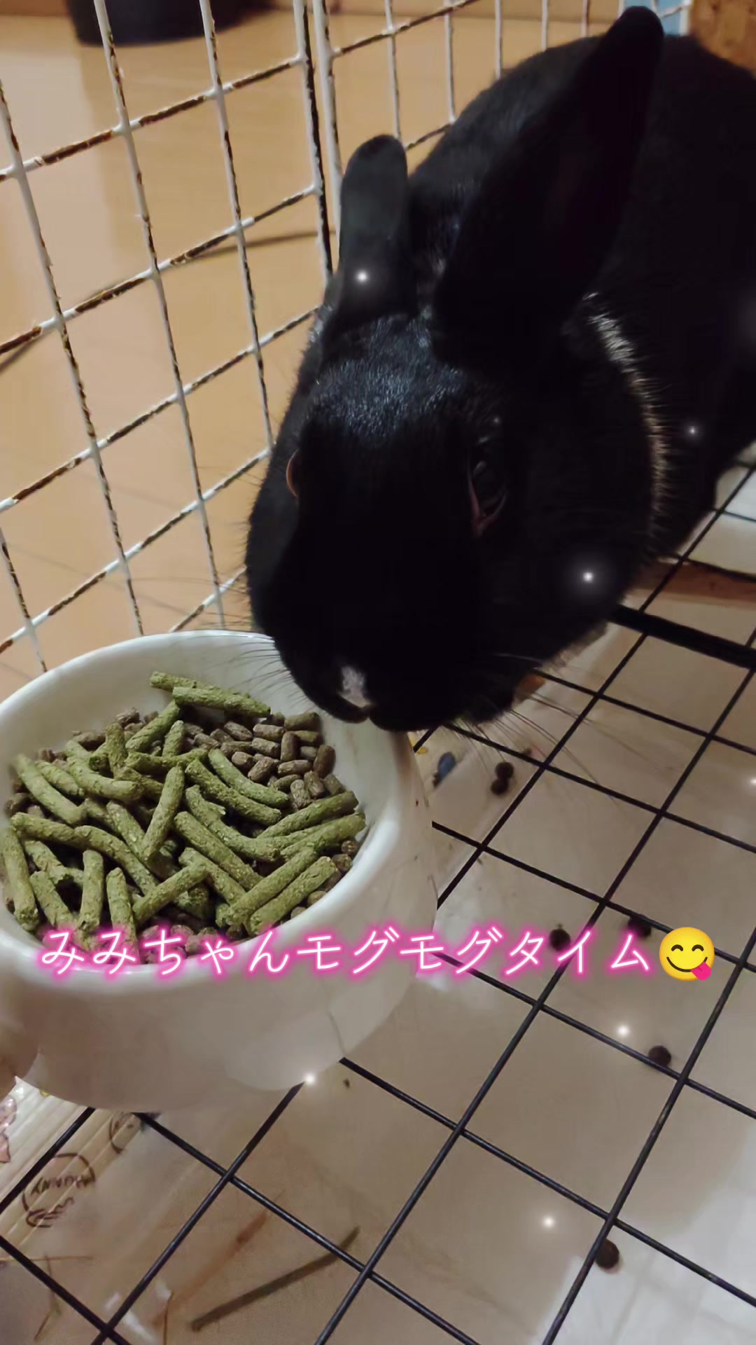 @ANIMAL♡M