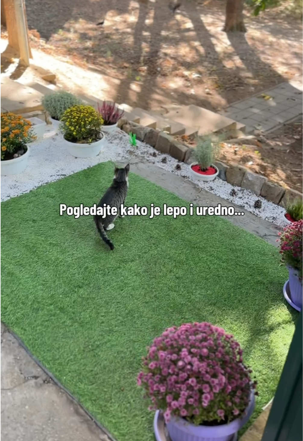 @cosanostrapurr