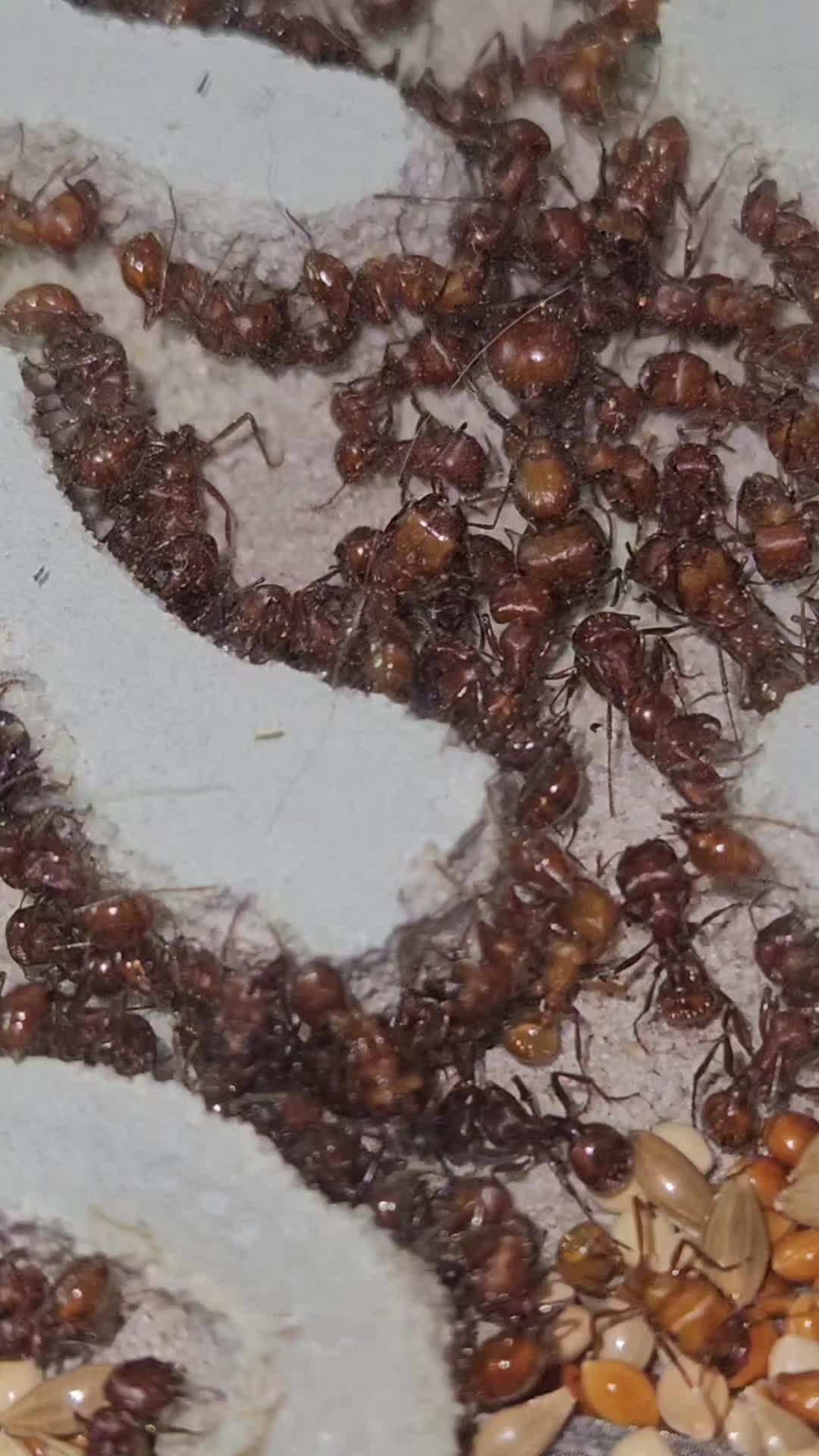 @Aaron's Ants