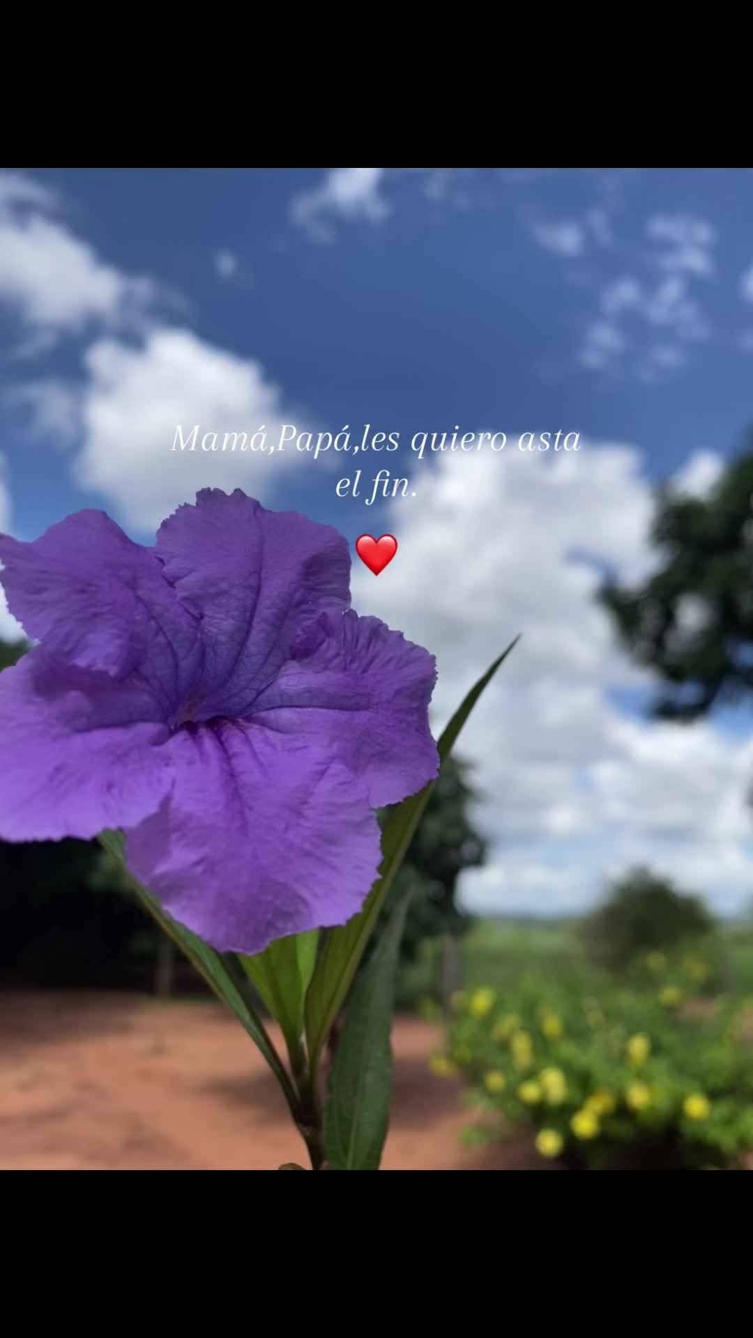 @yelene2304