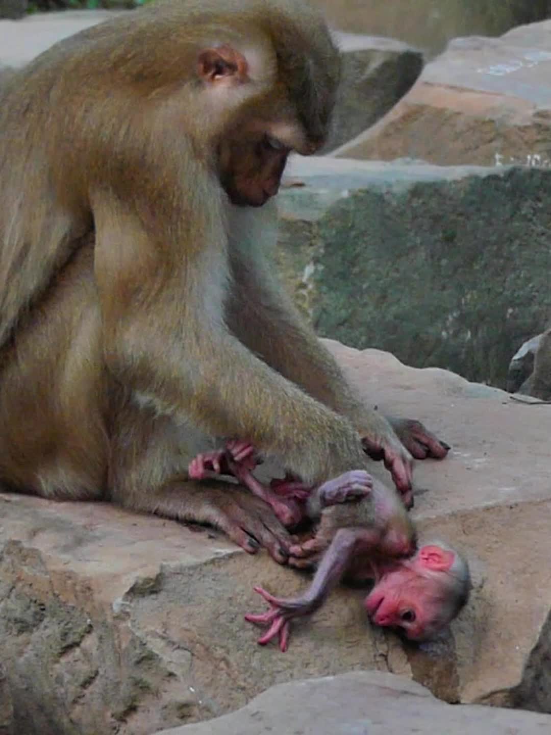@Monkey Discovery
