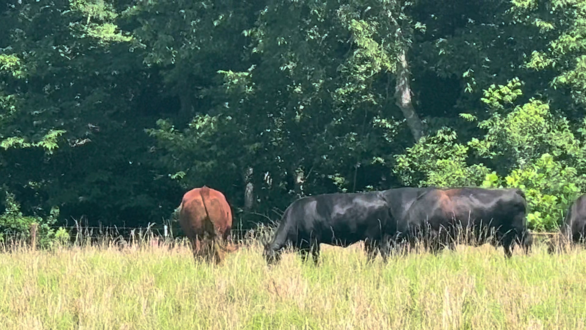 @Massey Land & Cattle