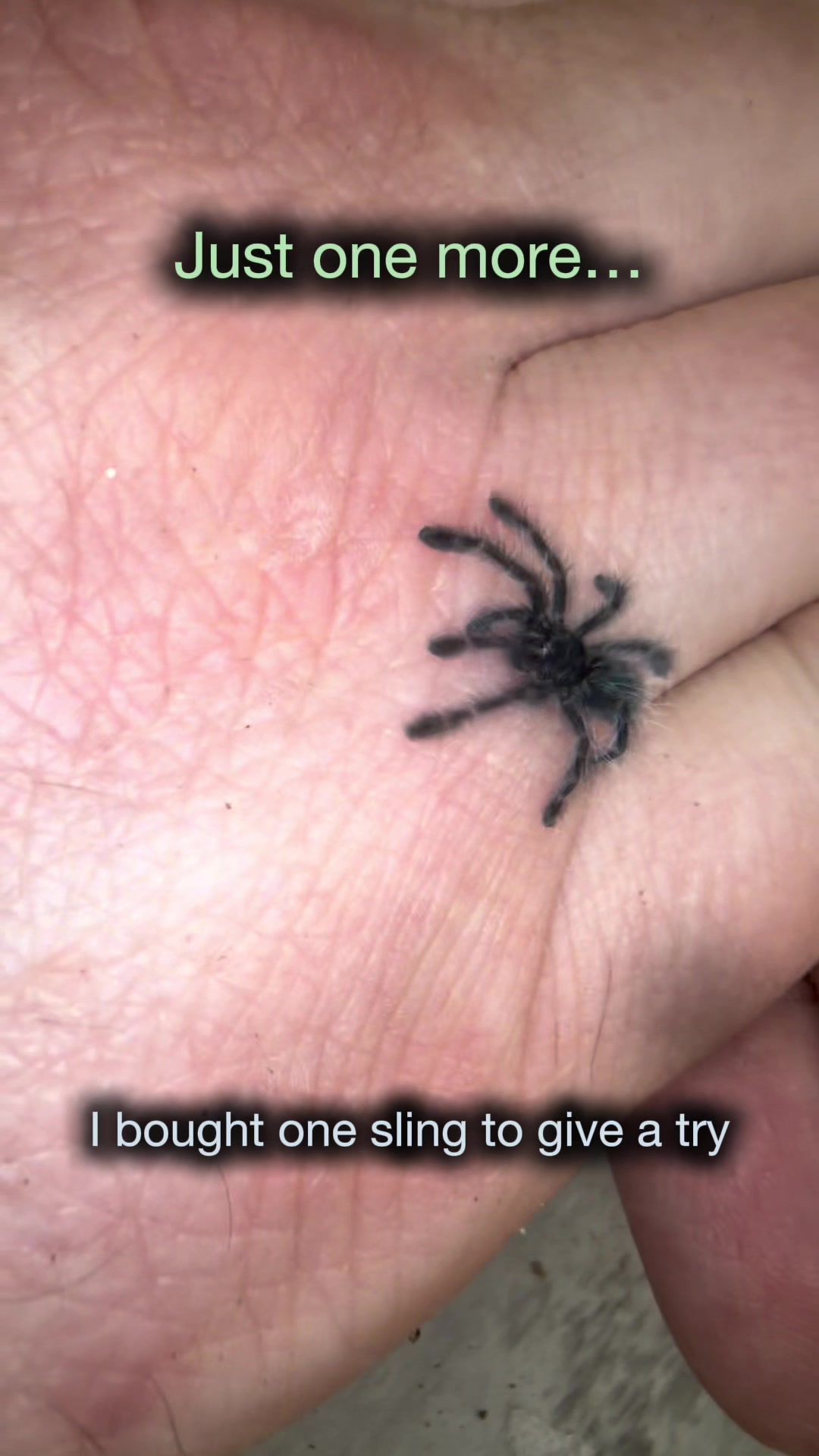 @Spider Conservatory