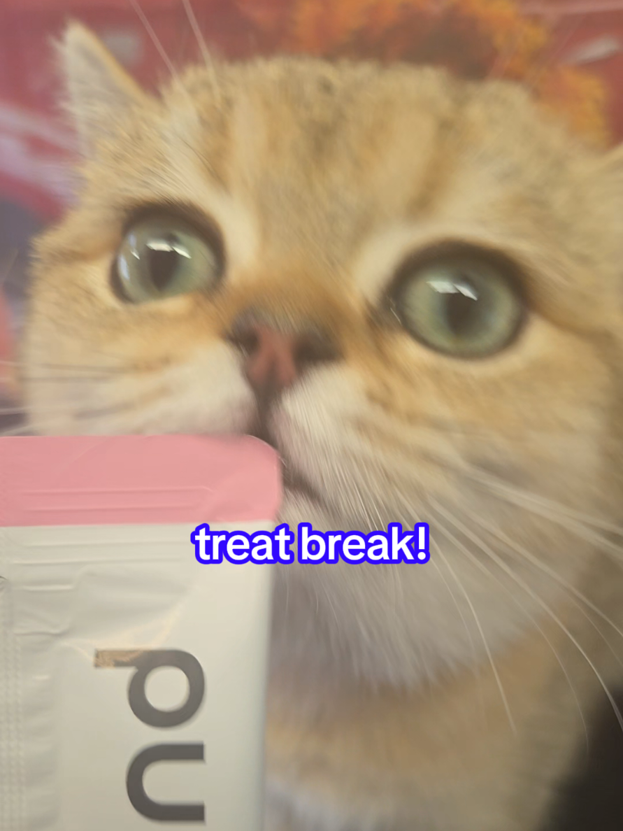 @Pet Stylist Christina