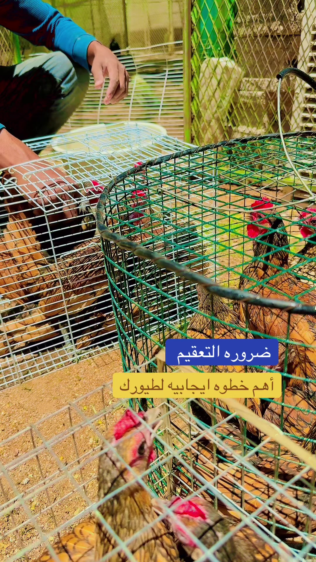 @نوادر الدجاج الزينه