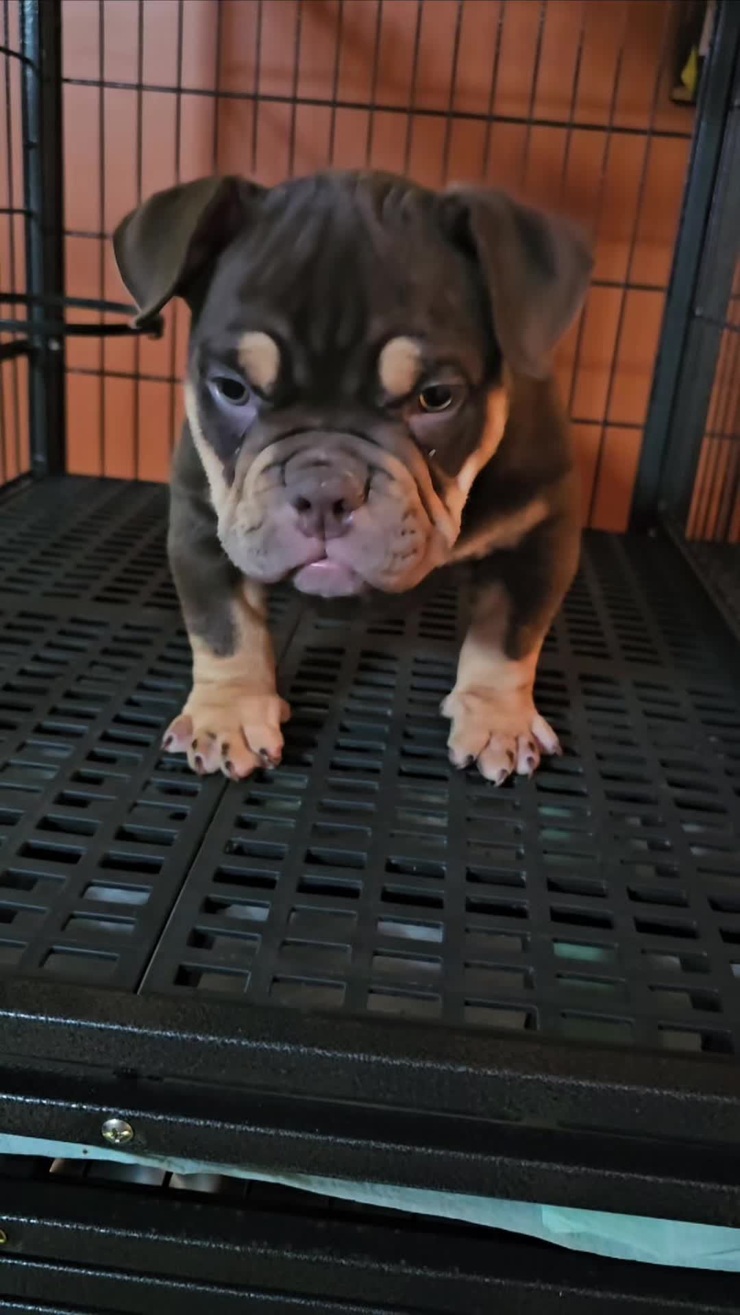 @baglife_kennels