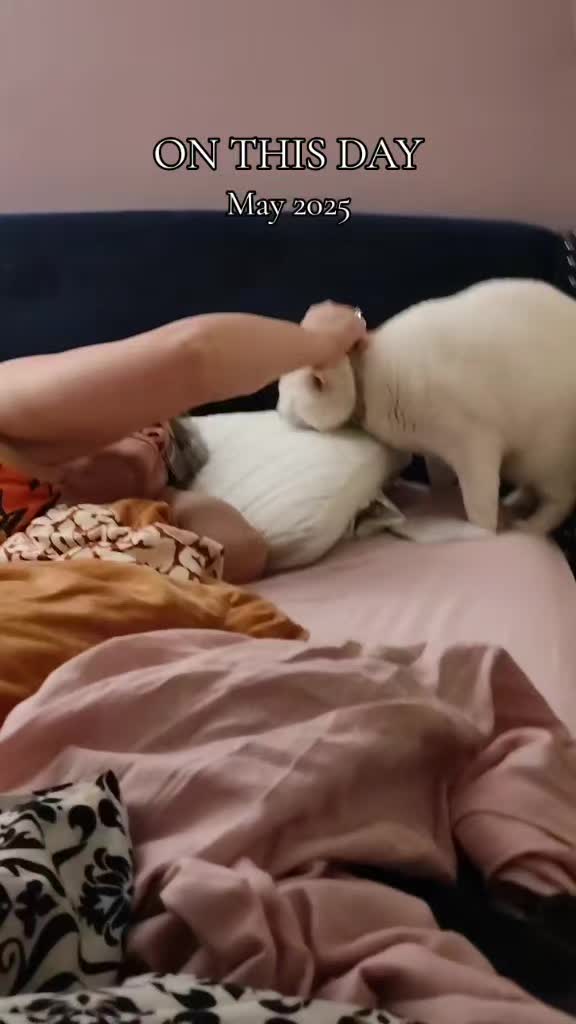 @oldfatchick