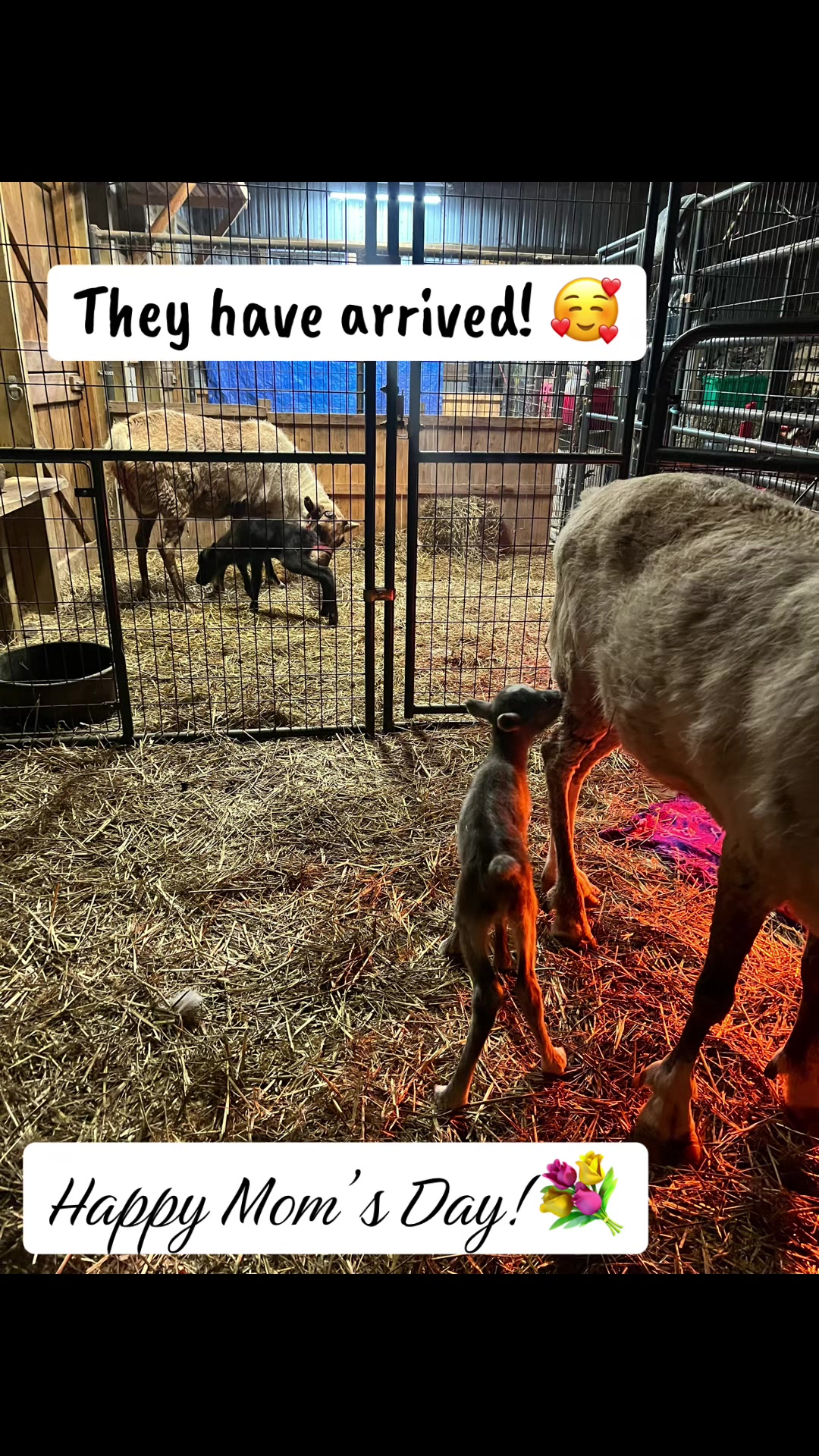 @ReindeerMagicLady