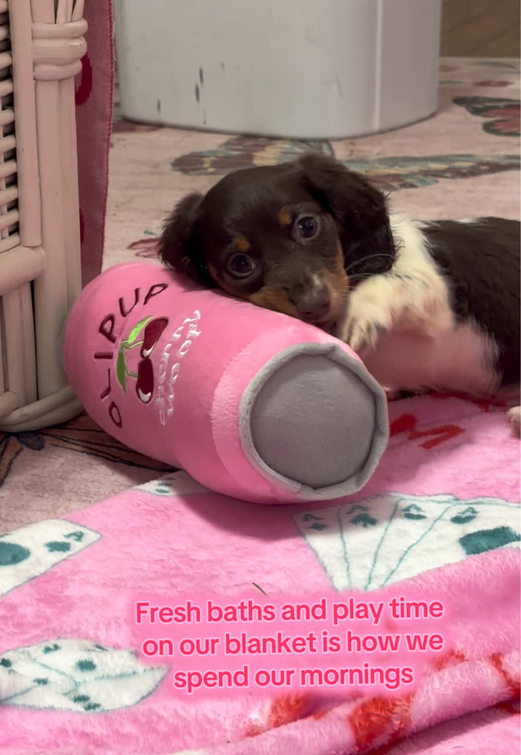@MyDitzyDoxiesOfFlorida