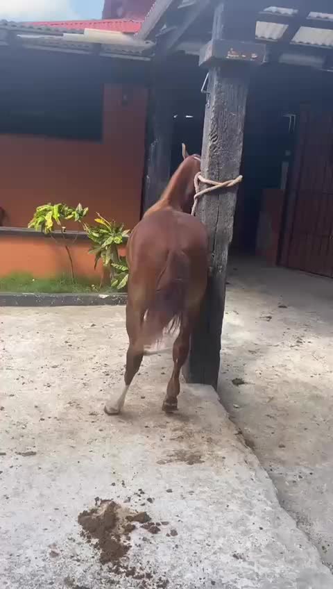 @caballero.R