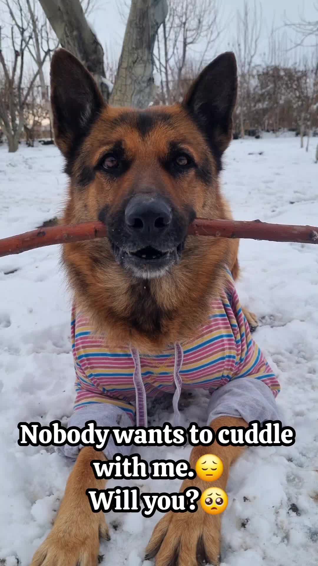 @germansheperd.Rexi