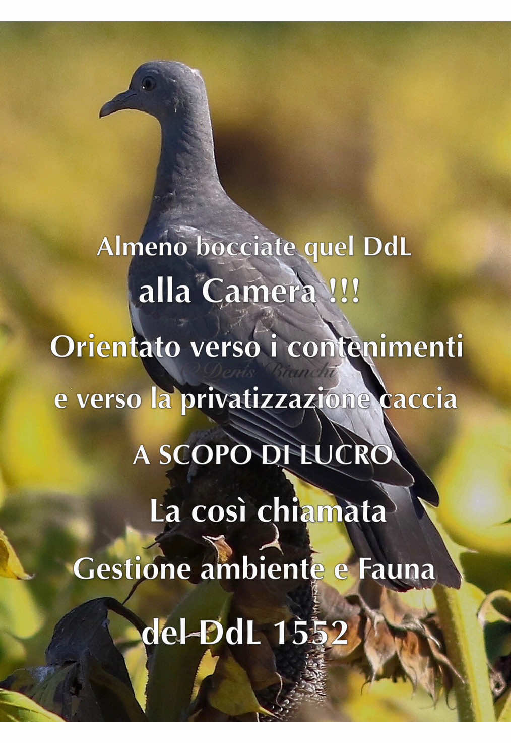 @Denis Bianchi