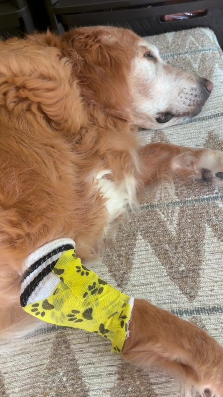 @DogMomisms