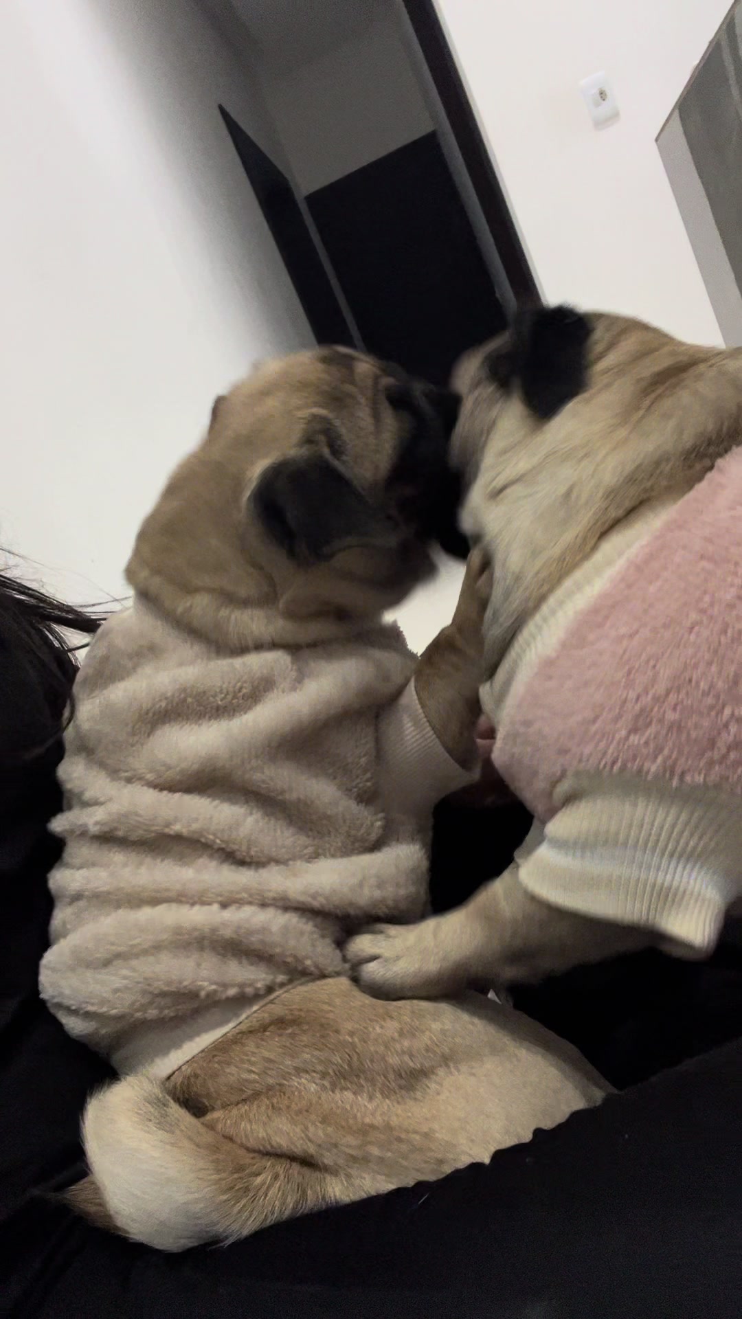 @pugSofyHarry