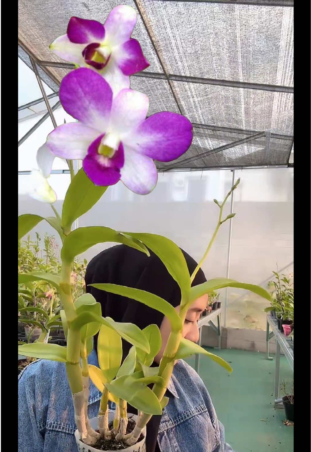 @Anggina Orchid