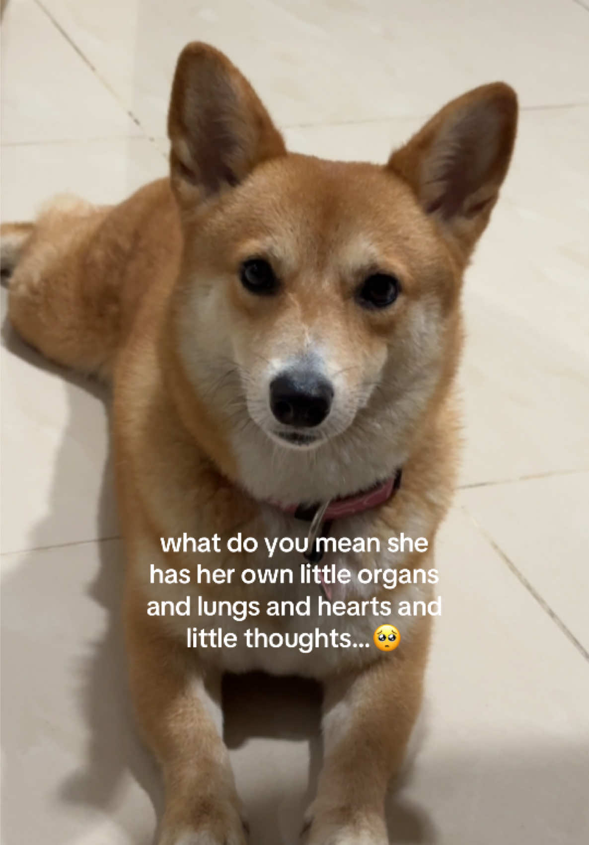 @xia ꣑ৎ