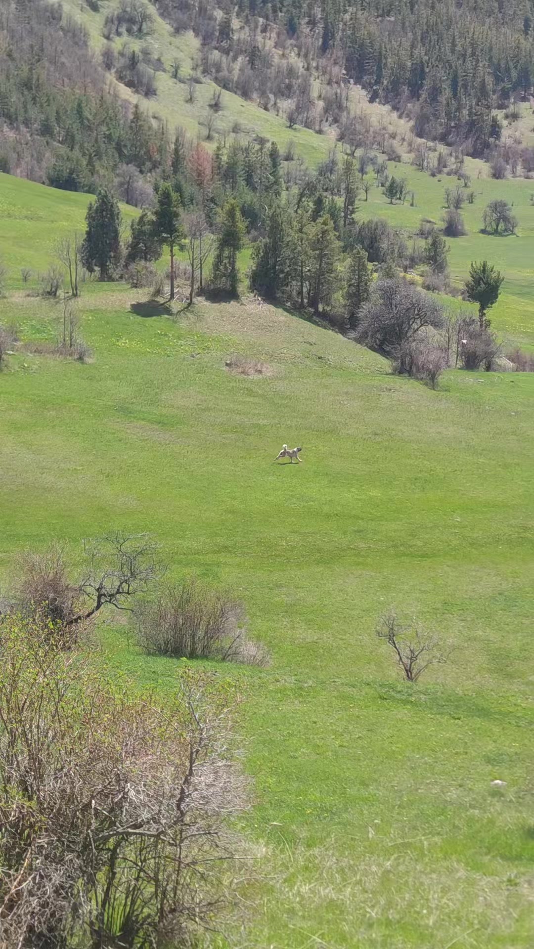 @PALA 25🐺