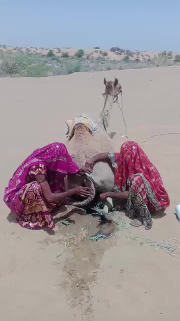 @Camel Lovers