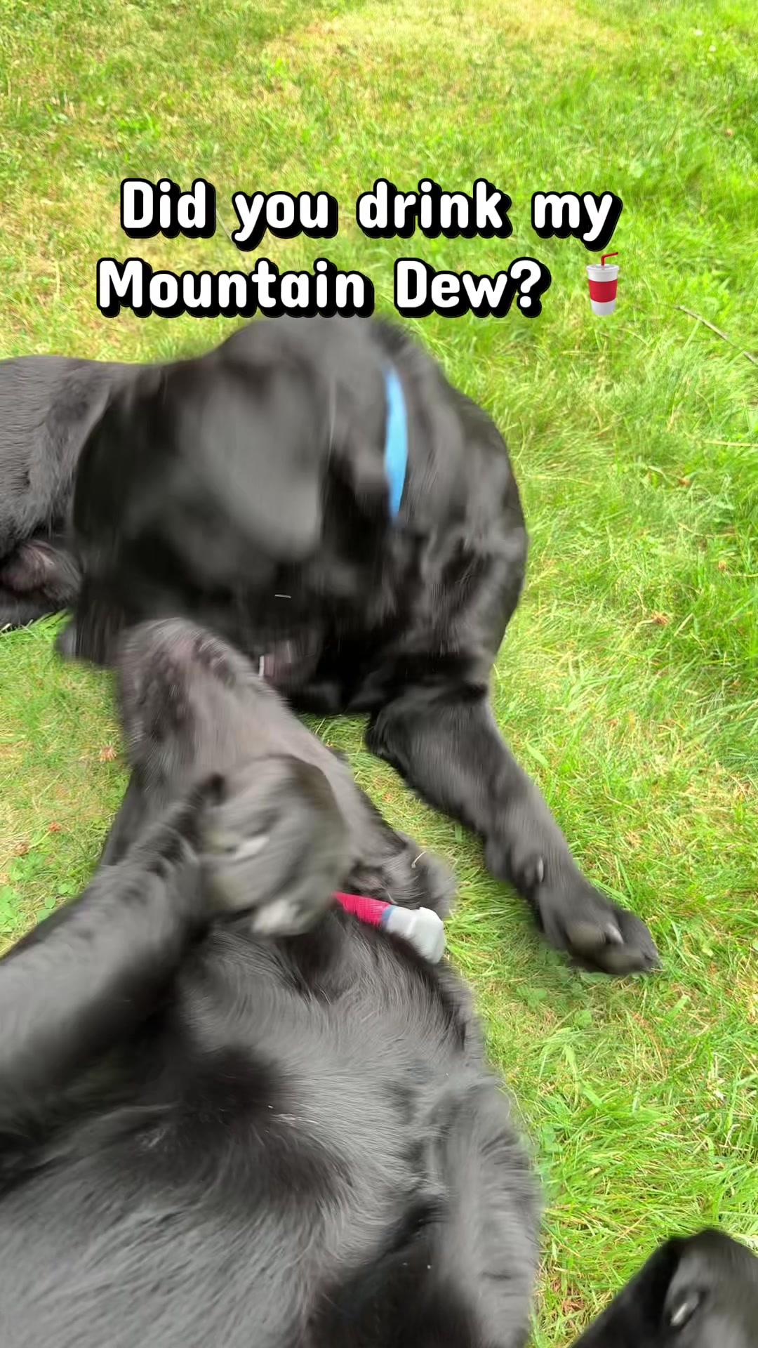 @DennisTheBlackLab