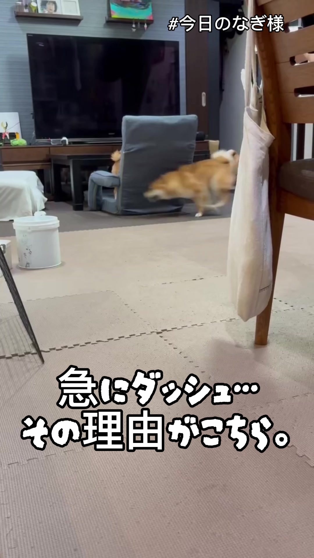 @こまめとしばーず🐾