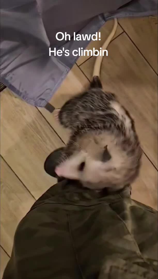 @OPOSSUM/DOG MOMMA Dea