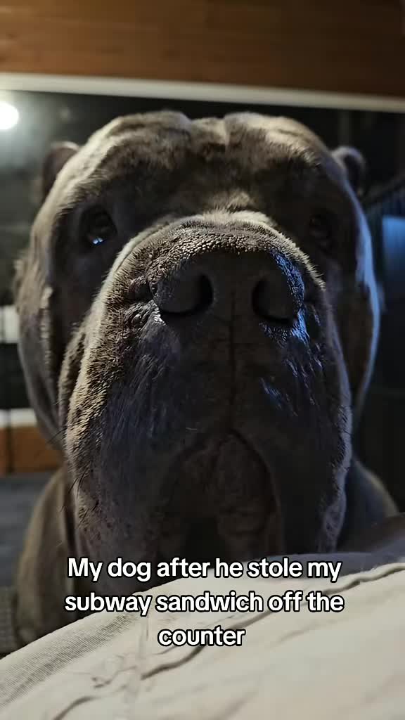 @SalmonCreekCaneCorso