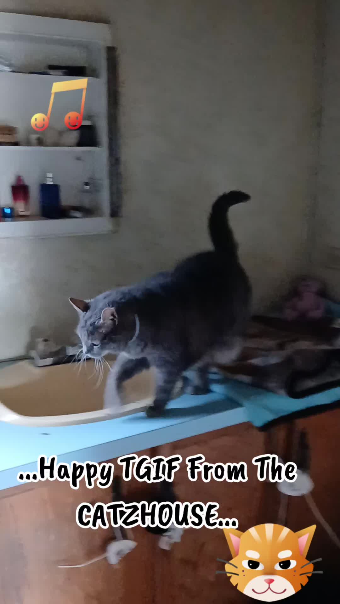 @Booh Hovey crazycatlady3