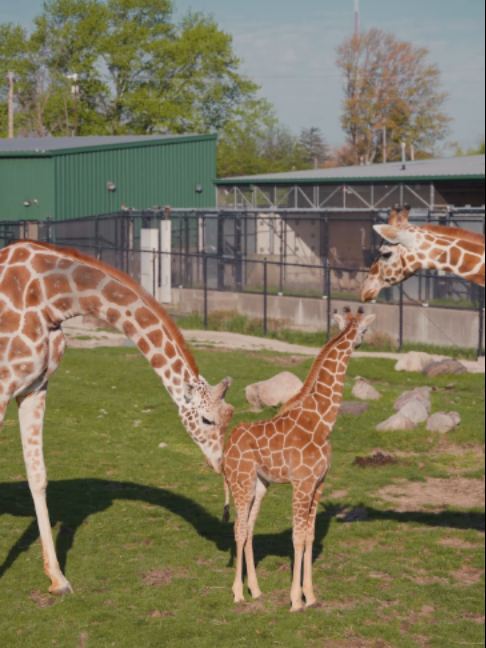 @The Toledo Zoo