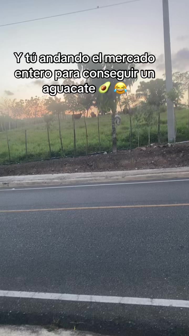 @carlitord240499