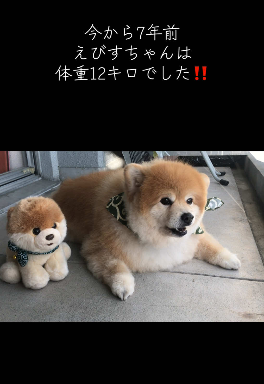 @ポメラニアン🐾えびす