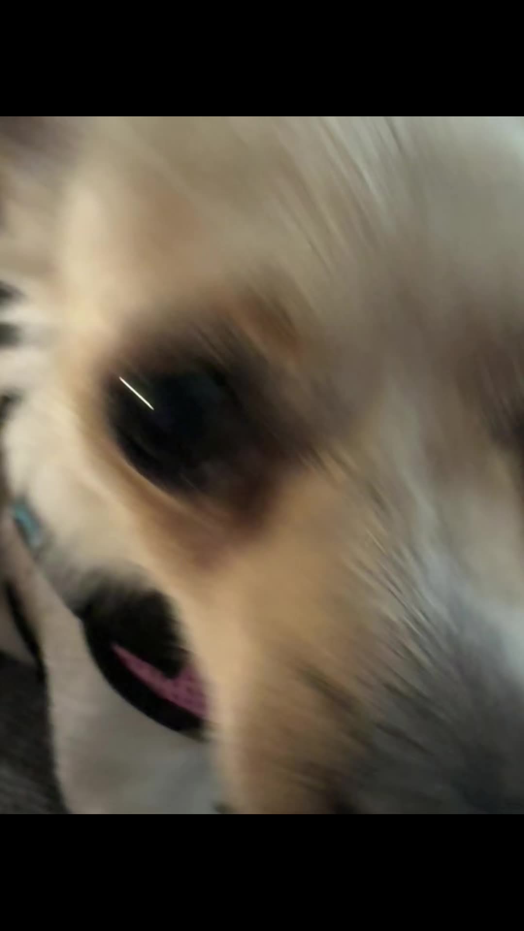 @🐕🐾MayaTheChihuahua🐾🐕
