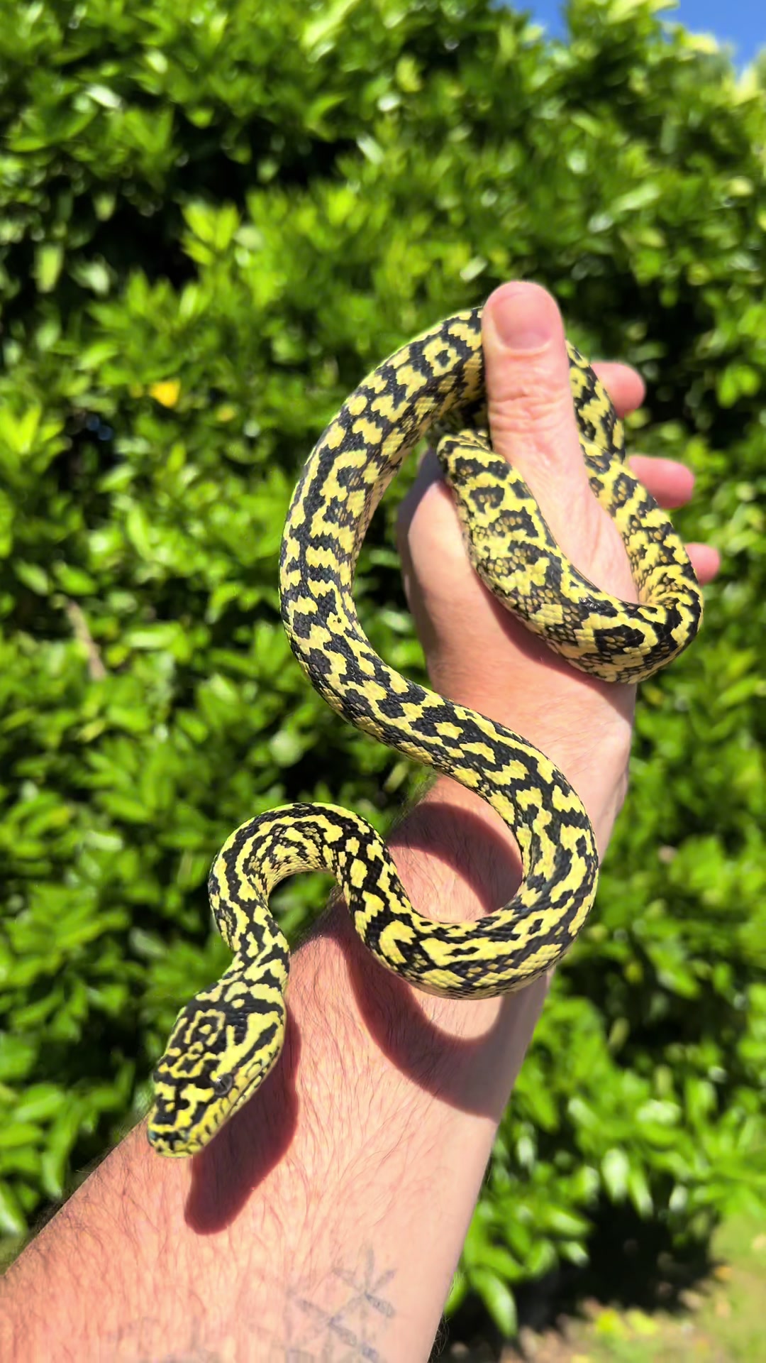 @rileys_reptiles