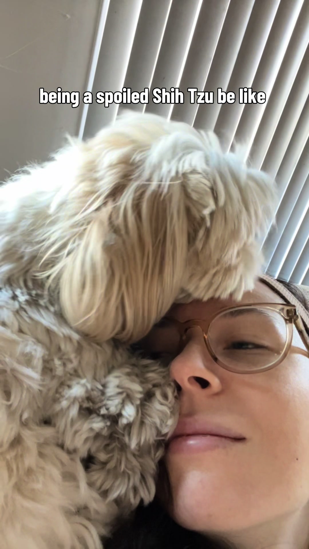 @Hugh the Shih Tzu