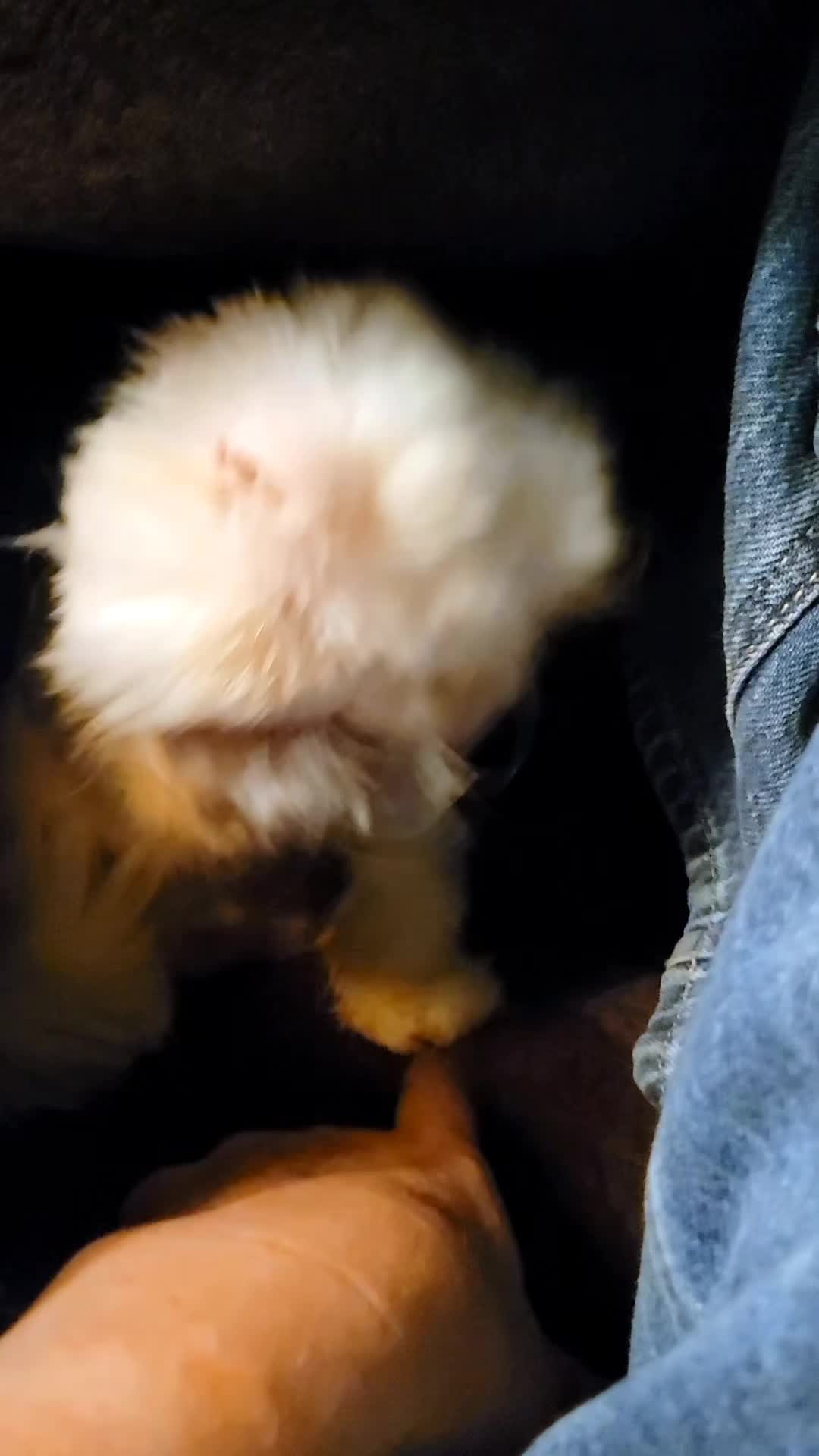 @South Texas Persian Rescue