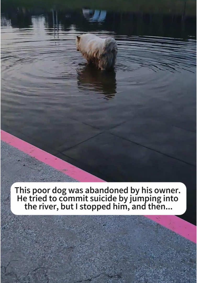 @rescuespet12