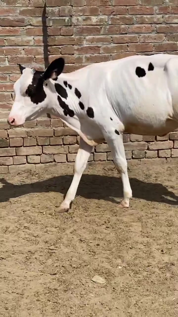 @Usmandairyfarmlayyah