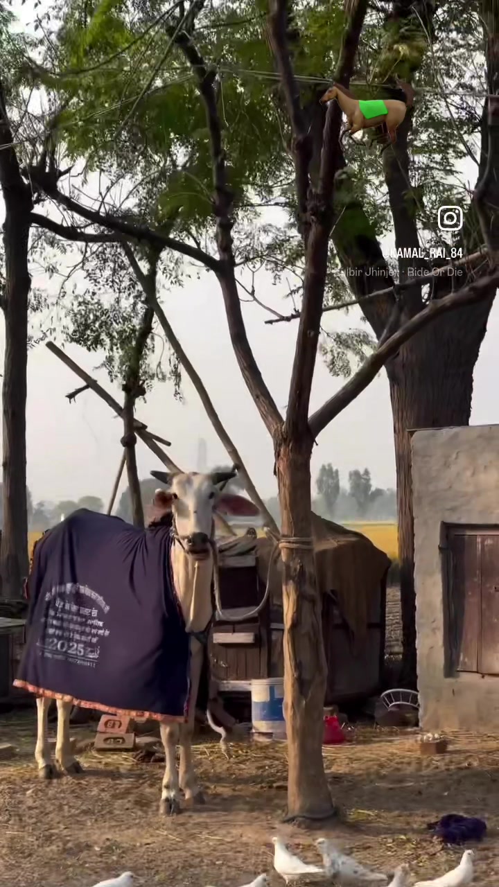 @👉 😎ਲੰਬੜ ਹੁਣੀ🇮🇹🇪🇺🦅