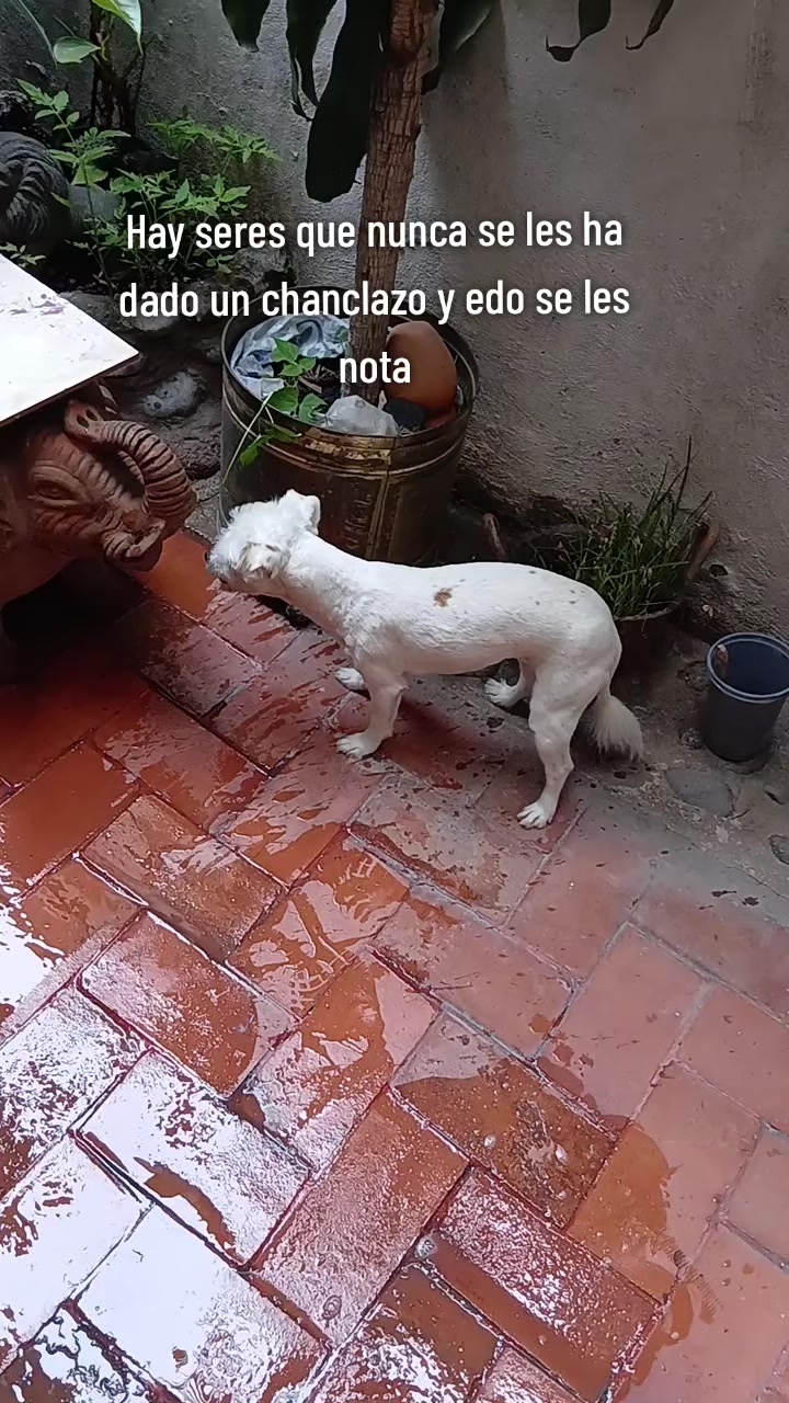 @Paloma Sandoval