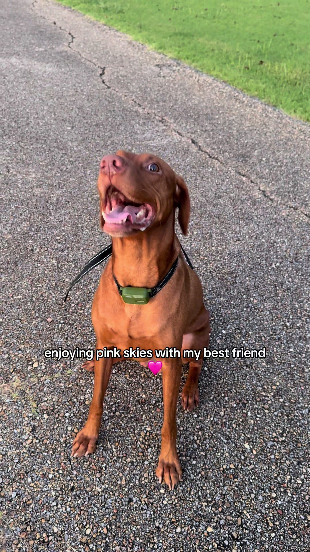 @Tycho the vizsla