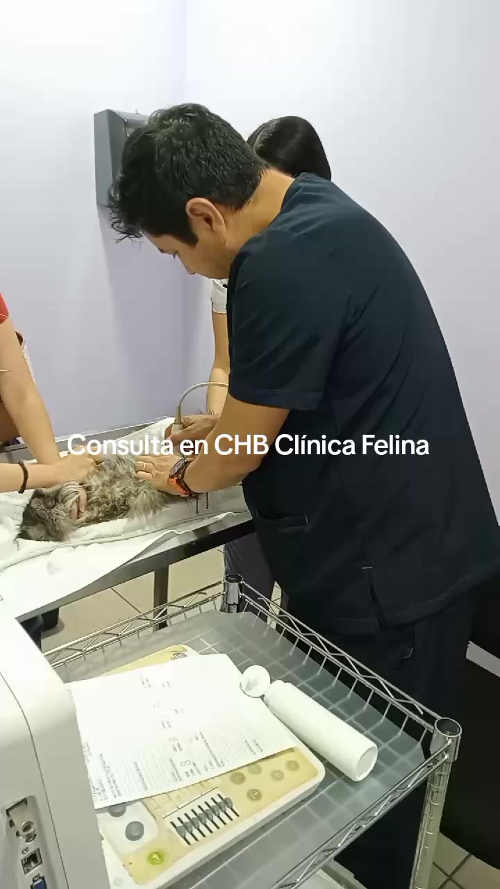 @Chocoburbujas 🐾