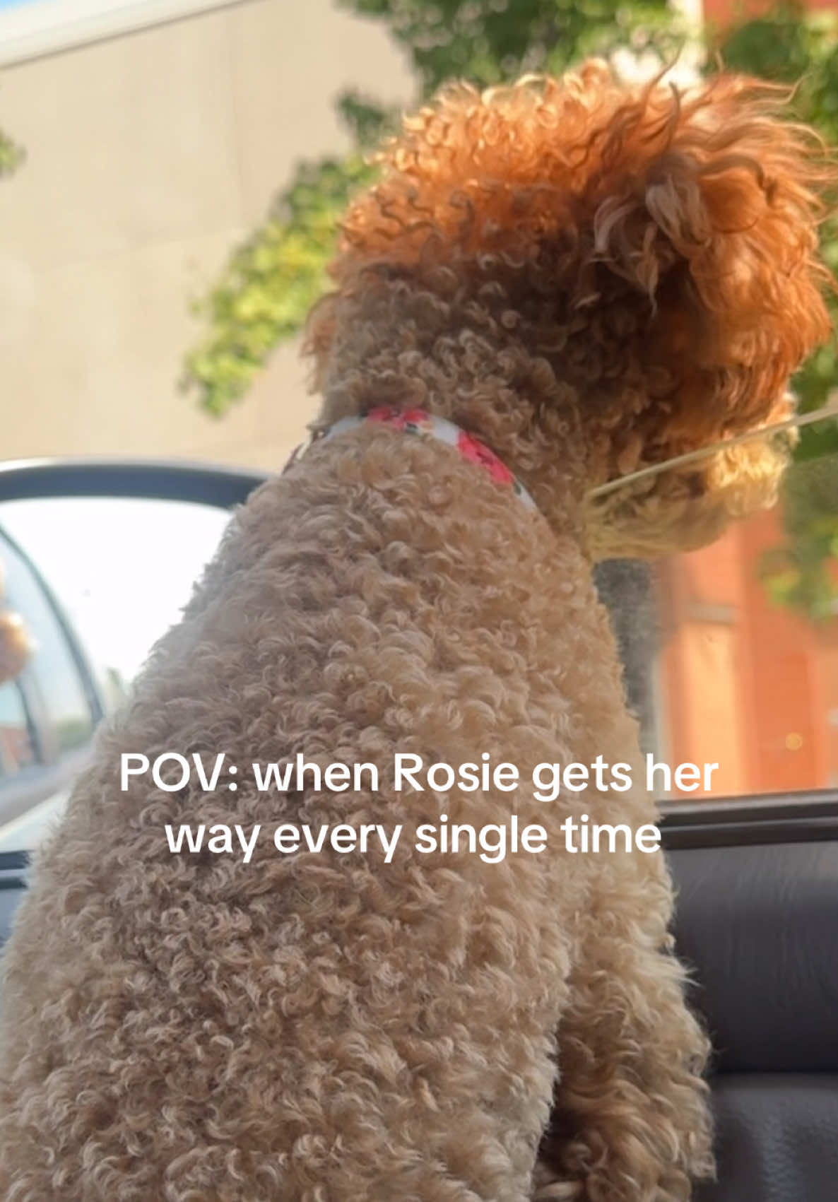 @packwalkdiaries