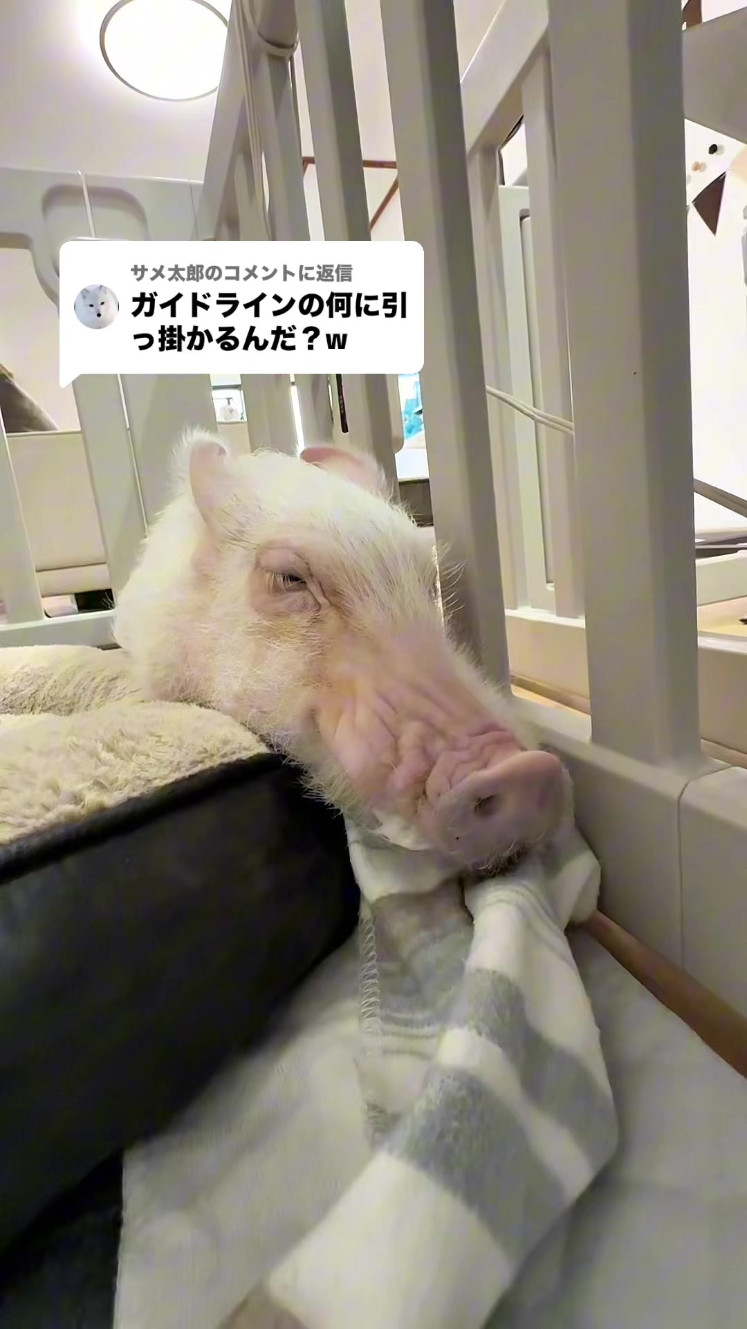@めんべぇ家🐽💢